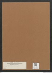 Nitzschia vitrea Normann (de-Toni-Nr.: Genus 47, Species 2112) Zeichnungen Sammlung Grunow Mappe 02229 (Herbarium_W_Grunow_drawings_Folder_02229)